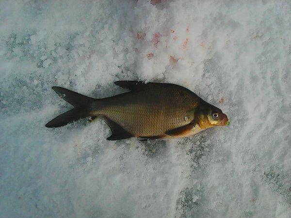 На Леща 31 марта 2017 018.jpg