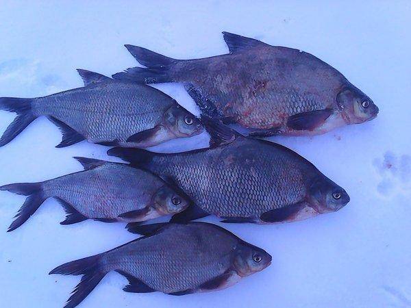 На Леща 31 марта 2017 031.jpg