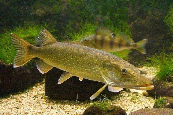 Обыкновенная-щука-лат.-Esox-lucius-768x512.jpg