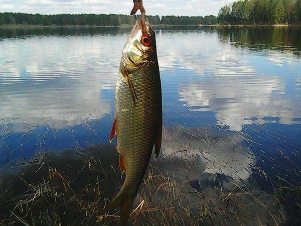 Розливы 14 мая 2017 007.jpg