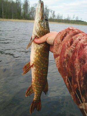 Джерковые покидушки 19-21 мая 2017 003.jpg