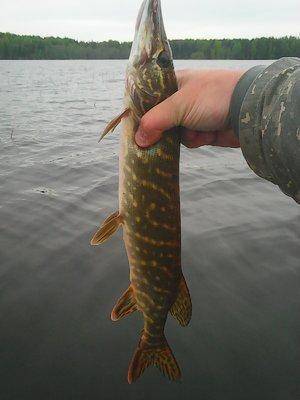 Боровно 27 мая 2017 005.jpg