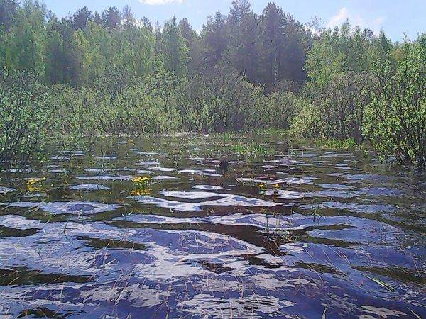 Боровно-Розливы 30 мая 2017 030.jpg