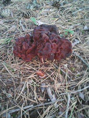 Отдых 4 июня 2017 004.jpg