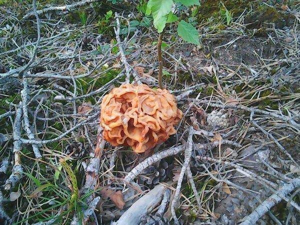 Отдых 4 июня 2017 008.jpg