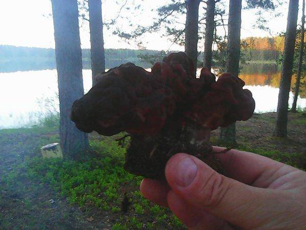 Отдых 4 июня 2017 007.jpg