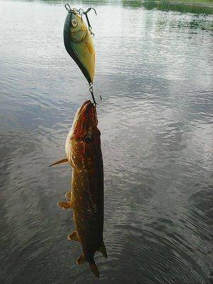 Джерки рулят 12 июня 2016 Живописное озеро 001.jpg