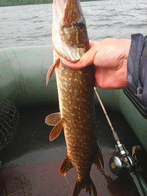 Джерки рулят 12 июня 2016 Живописное озеро 003.jpg