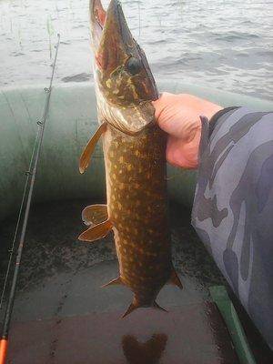 Джерки рулят 12 июня 2016 Живописное озеро 006.jpg