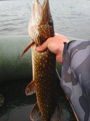 Джерки рулят 12 июня 2016 Живописное озеро 010.jpg