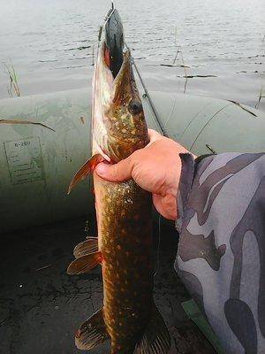 Джерки рулят 12 июня 2016 Живописное озеро 011.jpg