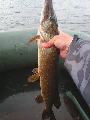 Джерки рулят 12 июня 2016 Живописное озеро 015.jpg