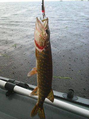 Новгородские Порыбалки 23-24 июня 2017 038.jpg