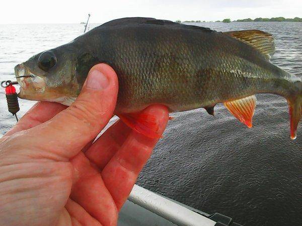 Новгородские Порыбалки 23-24 июня 2017 039.jpg