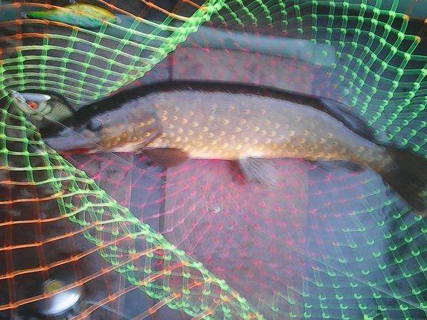 Джерки рулят!!! 25 июня 2017 002.jpg