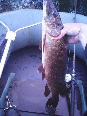 Джерки рулят!!! 25 июня 2017 012.jpg