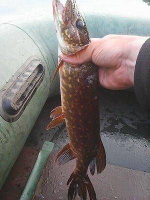 Джерки рулят!!! 25 июня 2017 008.jpg