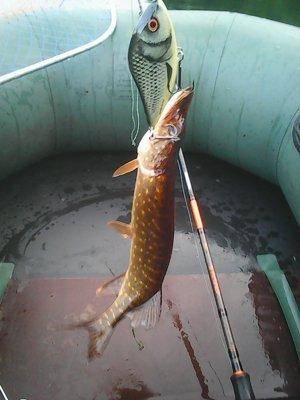 Джерки рулят!!! 25 июня 2017 010.jpg