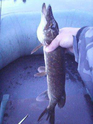 Джерки рулят!!! 25 июня 2017 015.jpg