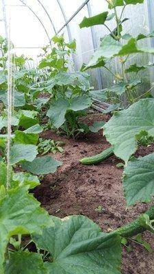 Урожой 2017 на 1 июля 003.jpg