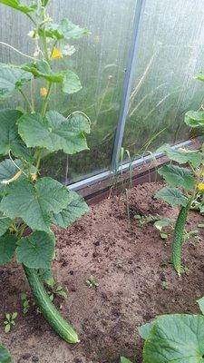 Урожой 2017 на 1 июля 002.jpg