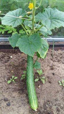 Урожой 2017 на 1 июля 001.jpg