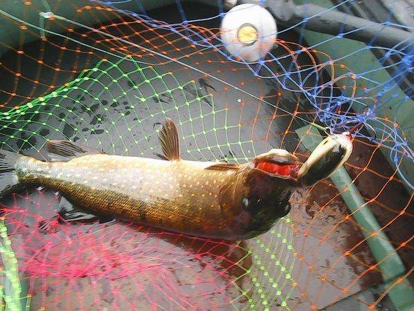 Джерки рулят 1 июля 2017 (щучье озеро) 002.jpg