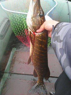 Джерки рулят 1 июля 2017 (щучье озеро) 003.jpg