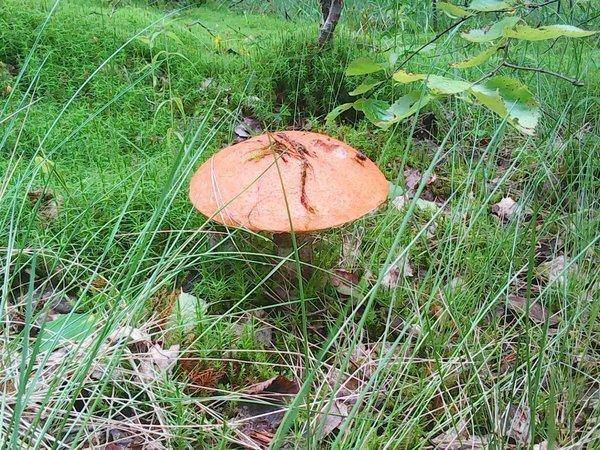 Первые грибы 001.jpg