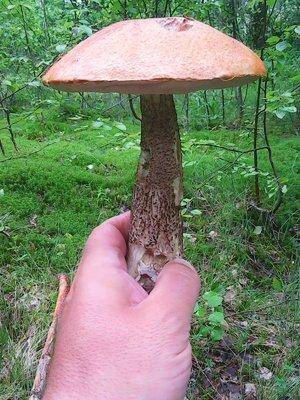 Первые грибы 004.jpg