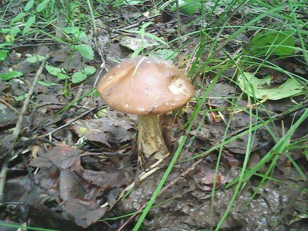 Первые грибы 005.jpg