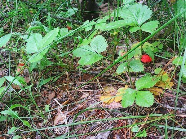 Первые грибы 006.jpg