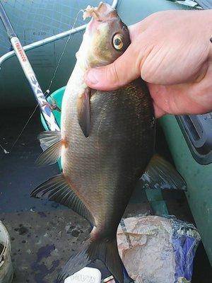 Вечерка на лещиках 9 июля 2017 010.jpg