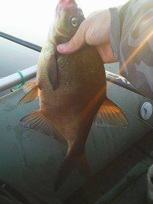 Утрянка на лещиках 001.jpg