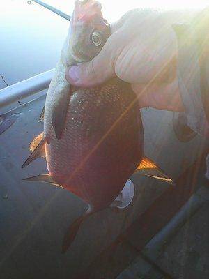 Утрянка на лещиках 005.jpg