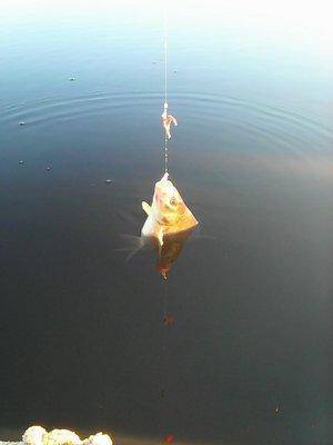 Утрянка на лещиках 007.jpg