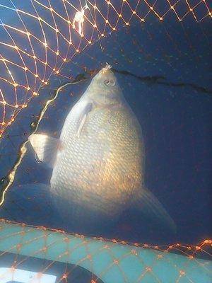 Утрянка на лещиках 008.jpg