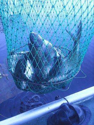 Утрянка на лещиках 015.jpg