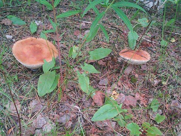 По грибки 14 июля 2017 001.jpg