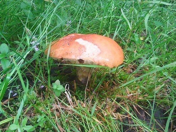 По грибки 14 июля 2017 002.jpg