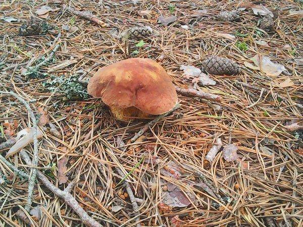 По грибки 14 июля 2017 003.jpg