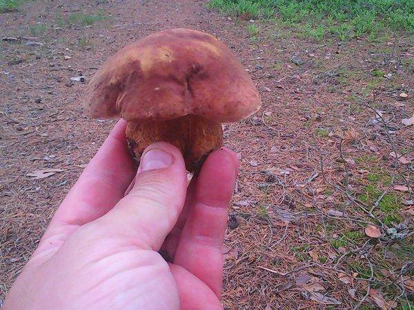 По грибки 14 июля 2017 004.jpg