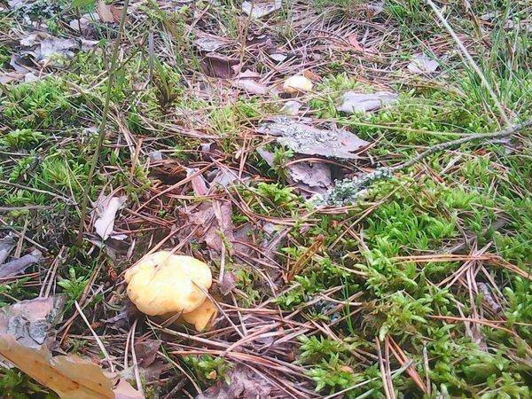 По грибки 14 июля 2017 005.jpg