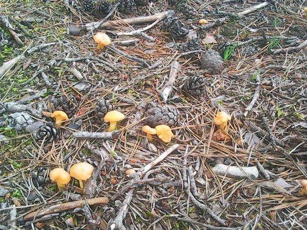 По грибки 14 июля 2017 006.jpg