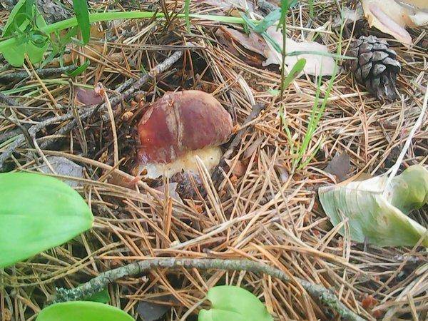 По грибки 14 июля 2017 009.jpg