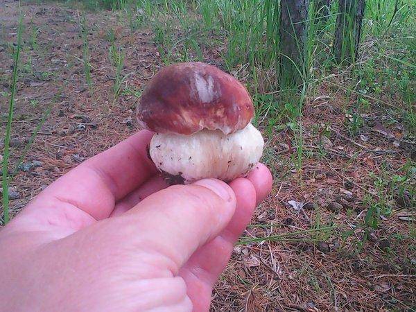 По грибки 14 июля 2017 011.jpg