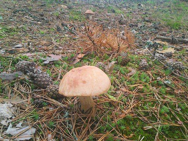 По грибки 14 июля 2017 013.jpg