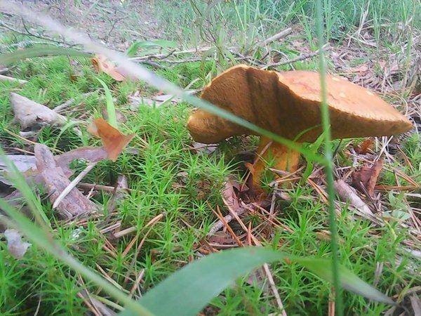 По грибки 14 июля 2017 015.jpg