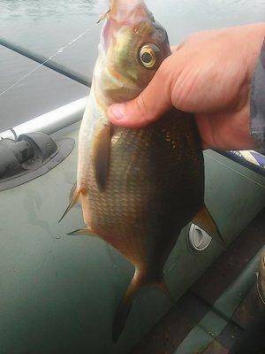 Утрянка на лещах 15 июля 2017 001.jpg