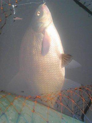 Утрянка на лещах 15 июля 2017 005.jpg